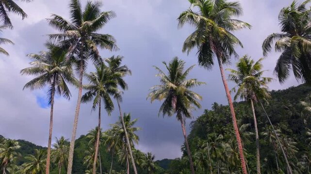 Papara Tavera Tahiti Island line row of coconut palm trees plantation farmland French Polynesia aerial drone Papeete Tautira Taiarapu mountain sunny daylight backwards pan down reveal