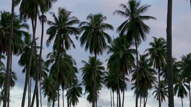 Papara Tavera Tahiti Island line row of coconut palm trees plantation farmland French Polynesia aerial drone Papeete Tautira Taiarapu Monoi sunset cloudy South Pacific Ocean backwards pan down motion