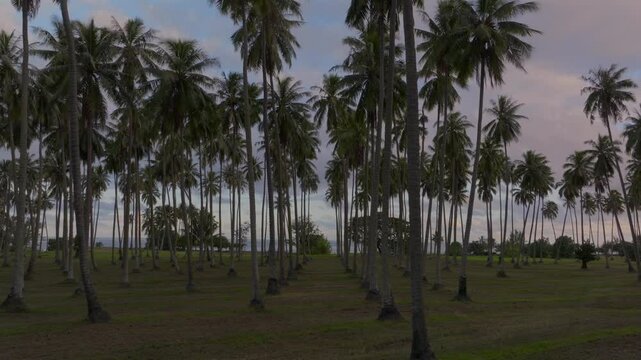 MonoiPlantation farmland line row of coconut palm trees Papara Tavera Tahiti Island French Polynesia aerial drone Papeete Tautira Taiarapu Monoi evening afternoon dusk sunset clouds backwards motion