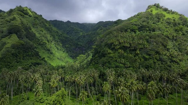Papara Tavera Tahiti Island untouched line row of coconut palm trees plantation farmland French Polynesia aerial drone Papeete Tautira Taiarapu mountain side village sunny daytime backwards motion
