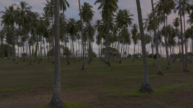 MonoiPlantation farmland line row of coconut palm trees Papara Tavera Tahiti Island French Polynesia aerial drone Papeete Tautira Taiarapu Monoi evening afternoon dusk sunset clouds forward motion