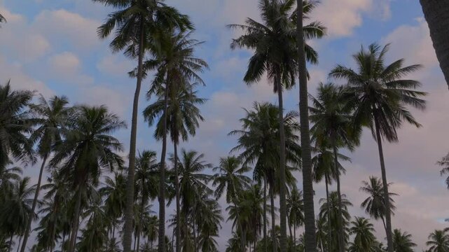 Papara Tavera Tahiti Island line row of coconut palm trees plantation farmland French Polynesia aerial drone Papeete Tautira Taiarapu Monoi sunset cloudy South Pacific Ocean backwards pan down reveal