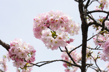Naklejka premium Branches of sakura flowers, cherry blossom