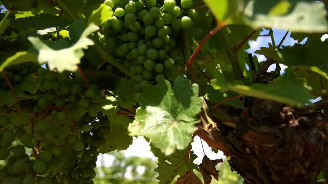 Bunch Of Unripe Grapes For Verjuice Making In A Winery Field. Tracking Shot