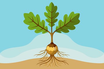 Young oak tree sprouting from acorn with several leaves and roots vector illustration © Jhanto