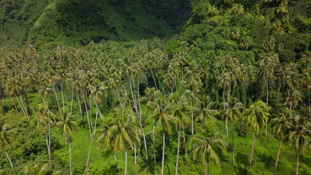 Row of coconut palm trees plantation North Shore Tahiti island French Polynesia aerial drone Vallee de Tautira Bay Taiarapu Papara Tavera Tautira Vaitepiha sunny cloudy mountain left upward pan