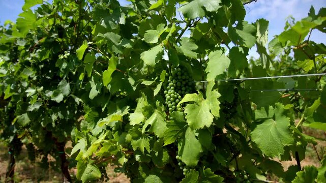 Unripe Grapes For Non-alcoholic Verjus In Vineyard Fields. Pullback Shot