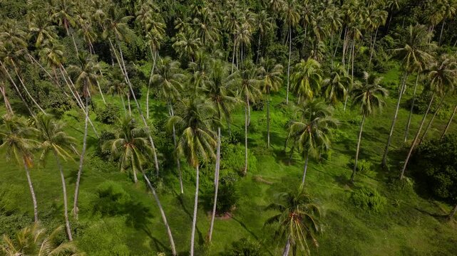 Row of coconut palm trees plantation North Shore Tahiti island French Polynesia aerial drone Vallee de Tautira Bay Taiarapu Papara Tavera Tautira Vaitepiha sunny daylight shadows circle right birdseye