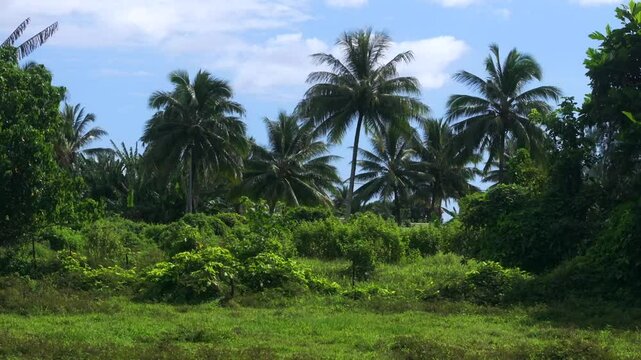 Row of coconut palm trees plantation North Shore Tahiti island French Polynesia aerial drone Vallee de Tautira Bay Taiarapu Papara Tavera Tautira Vaitepiha farmland village town upward jib motion
