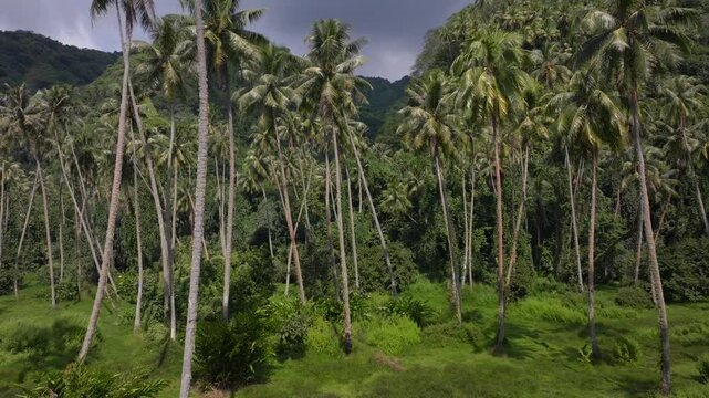 Row of coconut palm trees plantation farmland North Shore Tahiti island French Polynesia aerial drone Vallee de Tautira Bay Taiarapu Papara Tavera Tautira Vaitepiha mountain forward slowly motion