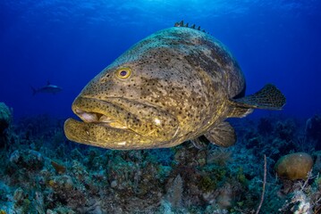 ¨Lola¨ it´s huge goliath grouper