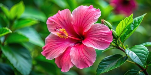 Obraz premium Endangered hibiscus fragilis, a captivating flower, battles for survival.