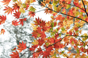 close up of maple leaves during autumn season 