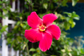 Obraz premium A vibrant close-up of blooming pink and red hibiscus flowers surrounded by lush green leaves, showcasing the beauty of nature in a summer garden