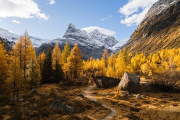 Autumn landscape view of a path going to a snow-capped mountain through a forest of larches