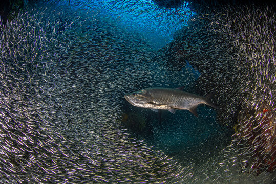 School of silverside fish with a tarpon