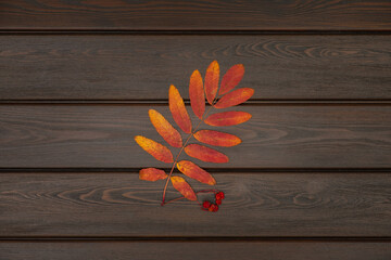 Dry orange and red autumn rowan tree leaf on wooden background for autumn designs, top view. Copy space.