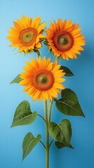 Obraz premium Three vibrant sunflowers in full bloom, against a bright blue background. A cheerful summer image perfect for greeting cards, websites, or blogs.