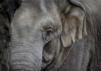 A close up of an Asian Elephant (Indian elephant)
