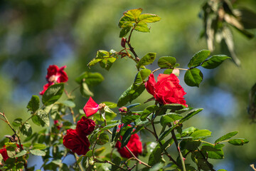 Rose flowers growing outdoors in nature