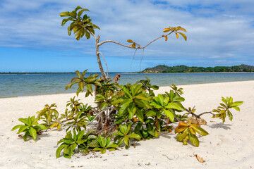 Plage de sable blanc à Madagascar