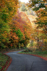 Obraz premium road crossing the forest during autumn season