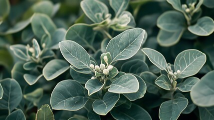 Calotropis plants growing outside