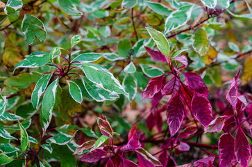 Colorful leaves with green and deep purple hues. Vibrant contrast, peaceful mood, close-up shot, natural perspective, autumn garden, focus on leaf textures and patterns.
