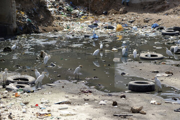 Aigrettes dans une zone pollu&eacute;e au bord de l'oc&eacute;an