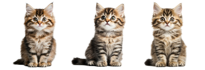 Three adorable striped kittens sitting together, showcasing their playful personalities. transparent background.