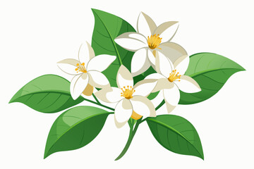 Obraz premium Jasmine flowers isolated on a white background vector illustration