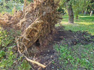 Tree uprooted by strong winds showing exposed roots and disturbed earth in a green park