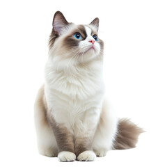 Obraz premium Ragdoll cat isolated on transparent background. Generated AI