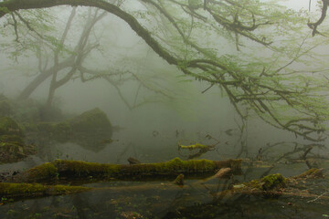 misty morning in the forest, Tree trunk, Foggy lake, Mysterious forest lake, A mysterious lake sits...