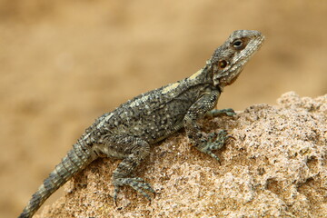 A lizard sits on a rock and basks in the sun