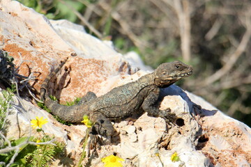 Naklejka premium A lizard sits on a rock and basks in the sun