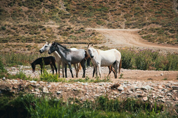 horses in the meadow, Wild horses, White horses, Gray horse, Wild horses standing in the meadow,...
