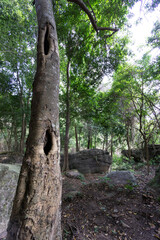 Fototapeta premium Tree stump in rice field showing deforestation and tree loss in agricultural land through out Asia