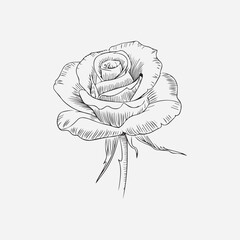 A Single Open Rose With Fine Line Art