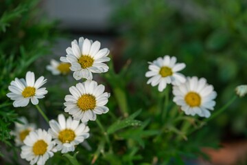 Close-up of white daisies with yellow centers.