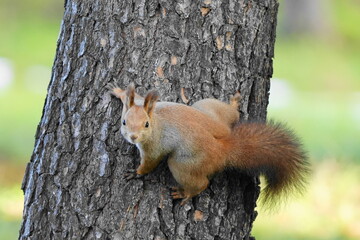 木の上で休むエゾリス