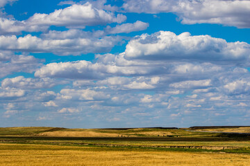 Obraz premium Yellow field with beautiful clouds