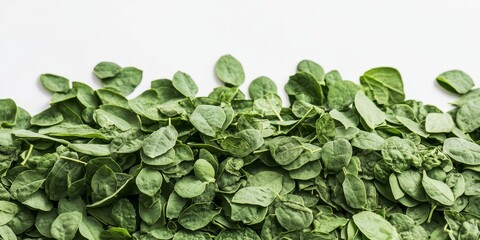 Moringa leaves displayed against a white background, showcasing the vibrant green color and unique texture of Moringa leaves, ideal for highlighting their nutritional benefits.