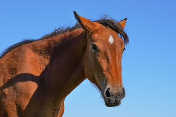 Fototapeta premium Brown horse standing in a sunny meadow with clear blue sky on a bright afternoon