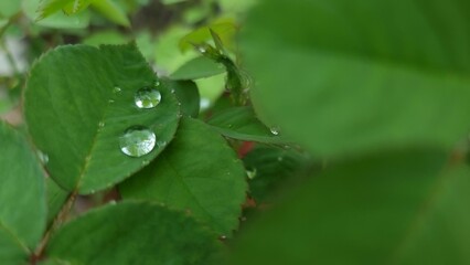 Raindrops on a leaf after monsoon