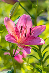 A blooming bud of a perennial decorative raspberry-pink lily on a flower bed.