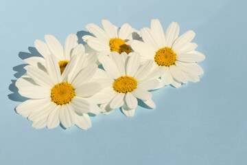 Obraz premium On a blue background fresh flowers of fresh field daisies. For congratulations on the holiday.