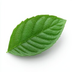 Obraz premium Vibrant green leaf with detailed texture and veins on white background