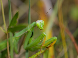 Portrait of a green adult Mantis religiosa