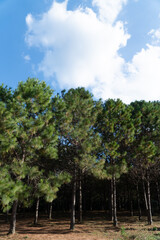 Fototapeta premium Natural Green Pine forest in Thailand.